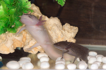 axolotls in an aquarium