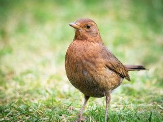 Female Blackbird in the garden