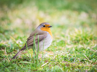 Robin in the meadow