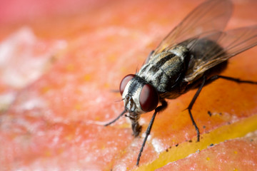 Flies perching on the rotten rose apple in the garden. True flies are insects of the order Diptera. Insects of this order use only a single pair of wings to fly.