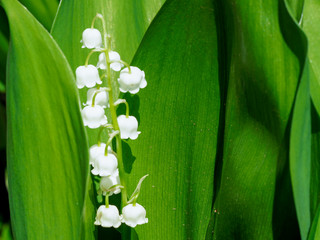 Green Lily of the valley in the spring garden. Blooming Lily of the valley in the spring garden. 