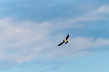 European Northern Lapwing or Green Plover, Vanellus vanellus, in flight
