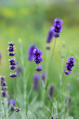 Fototapeta na wymiar lavender flowers in a garden
