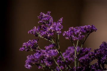 flor morada
