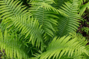 Fototapeta na wymiar Green fern in a forest