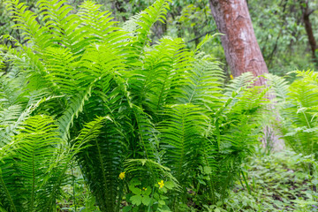 Green fern in a forest