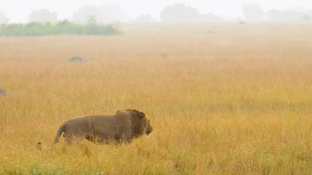 A young lion walks on the African savannah with dry grass. Safari on a very hot morning. Fog in the background. Long shot on a telephoto lens. Half slow motion. Queen Elizabeth National Park Uganda.