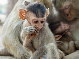 Indian Macaque (Macaca leonina). A cute chinese macaque cub sitting in the foreground in front of a family on a tree trunk in the area of Angor Wat temple