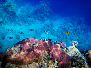 Fototapeta na wymiar the underwater world of the Red Sea, living corals, coral fish