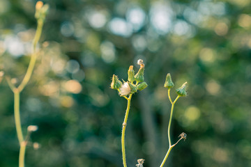buds on tree