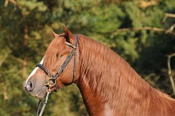 Welsh D Hengst