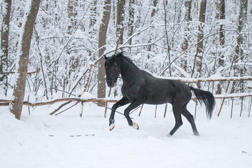 black horse in motion