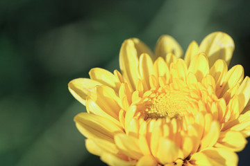 Fototapeta premium Agricultural Flower plantation in tropical climate in Indonesia. Yellow blooming flowers