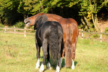 Spielende Ponyhengste