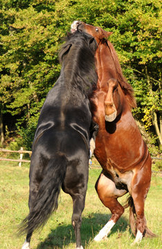 Spielende Ponyhengste