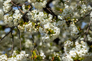 White Japanese cherry tree flowers over blue sky