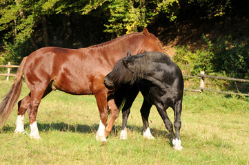 Spielende Ponyhengste
