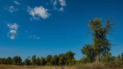 Blue sky and deciduous forest with a meadow, panoramic landscape.