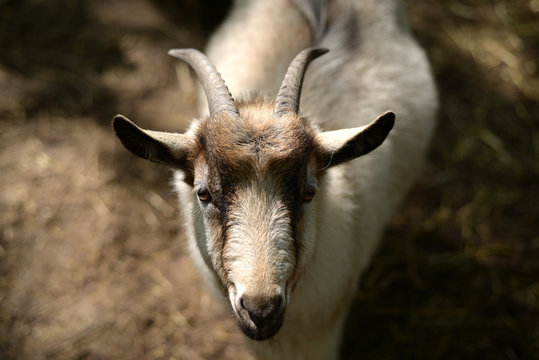 full face portrait of a goat