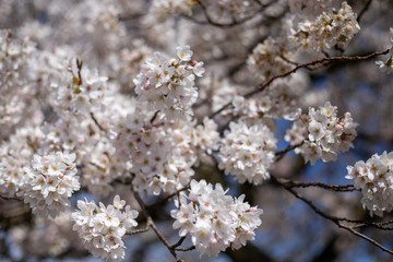 White Japanese cherry tree flowers over blue sky