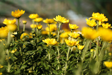 Agricultural Flower plantation in tropical climate in Indonesia. Yellow blooming flowers