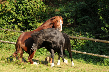 Spielende Ponyhengste