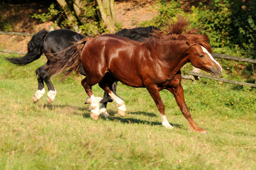 Obraz premium Spielende Ponyhengste