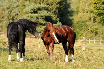 Spielende Ponyhengste