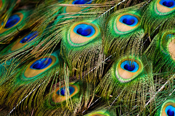 Male peacock colorful feathers