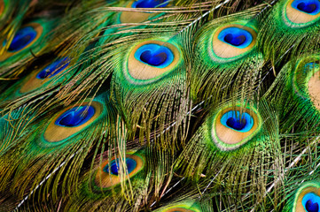 Fototapeta premium Male peacock colorful feathers