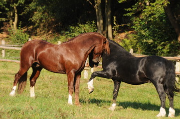 Spielende Ponyhengste