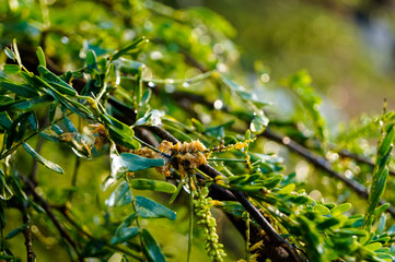 Humid Tree