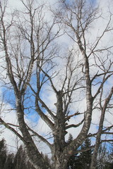 Old big clumsy birch in the winter forest against the sky.