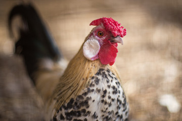 portrait of a dwarf rooster