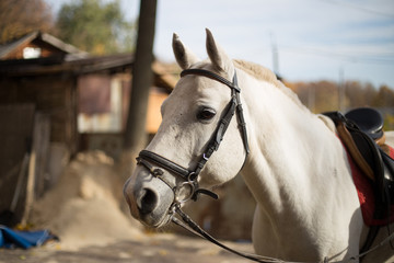 portrait of a white horse