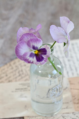 Nostalgic Flower Still Life With Pansies