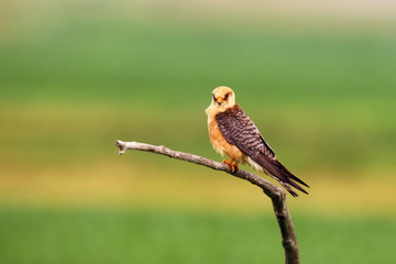 The red-footed falcon (Falco vespertinus), formerly western red-footed falcon, female sitting on the branch with green background