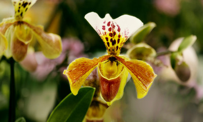 Fototapeta na wymiar Orchid multicolor