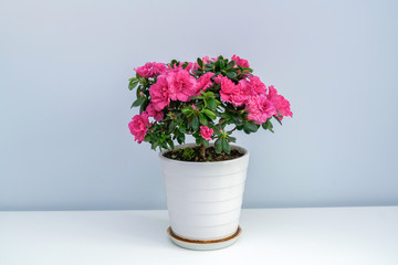 A pot of pink azaleas on a white table