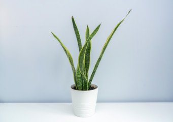 A basin of tiger orchid on the white table. A basin ofSansevieria trifasciata on the white table.