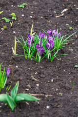 the first, delicate purple crocus flowers in early spring.