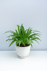 A pot of Chlorophytum on the white table. A pot of green leaf spider plants on a white table