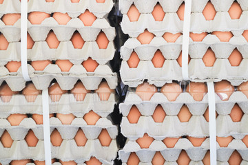 Hoarding of chicken eggs
