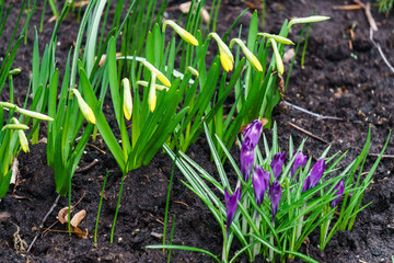 Obraz premium the first, delicate purple crocus flowers in early spring.