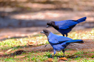 Obraz premium Azure Jay, Gralha Azul or Blue Jackdaw bird, Cyanocorax Caeruleus, Parque Estadual Rio Vermelho, Florianopolis, Brazil
