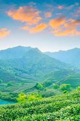 Obraz premium Green tea mountain at sunset,tea plantation background.