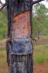Close up of pine resin extraction from pine trees. Crude pine oleoresin extraction system, Rio Grande Do Sul, Brazil