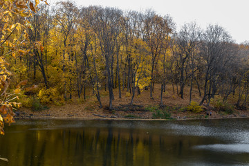 autumn forest on the lake shore