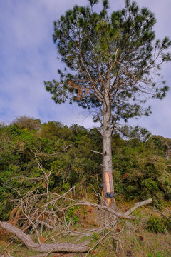 Pine resin extraction from pine trees. Crude pine oleoresin extraction system, Rio Grande Do Sul, Brazil