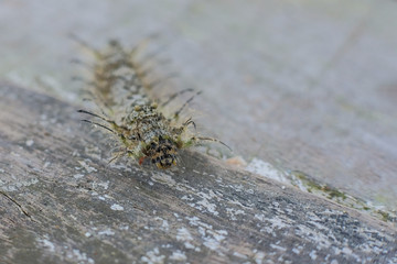 Close up of an unknown hairy caterpillar from the Thaumetopoea family, Lagoa do Peixe National Park, Brazil